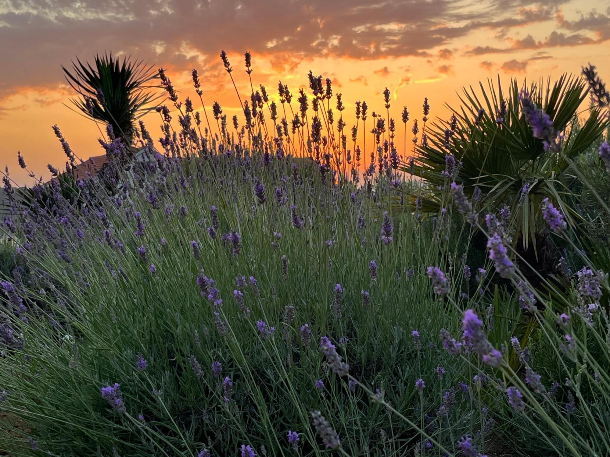 Villa Authentica Lopud, Dubrovnik Bagian luar foto