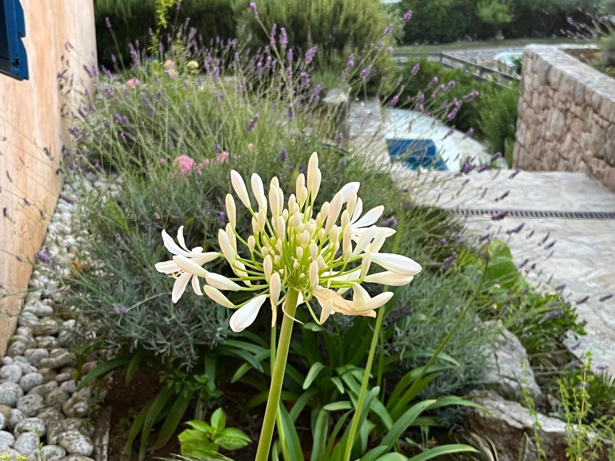 Villa Authentica Lopud, Dubrovnik Bagian luar foto